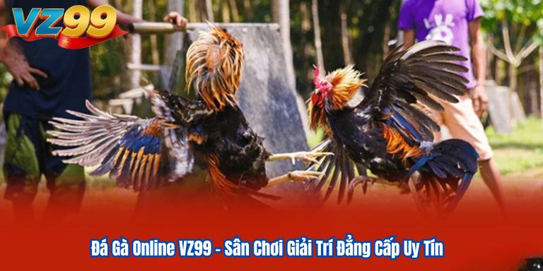 Đá Gà Online VZ99 – Sân Chơi Giải Trí Đẳng Cấp Uy Tín 8 Đá Gà Online VZ99 – Sân Chơi Giải Trí Đẳng Cấp Uy Tín