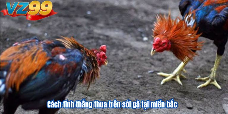 Luật đá gà miền bắc VZ99 cho anh em bet thủ 4 Cách tính thắng thua trên sới gà tại miền bắc