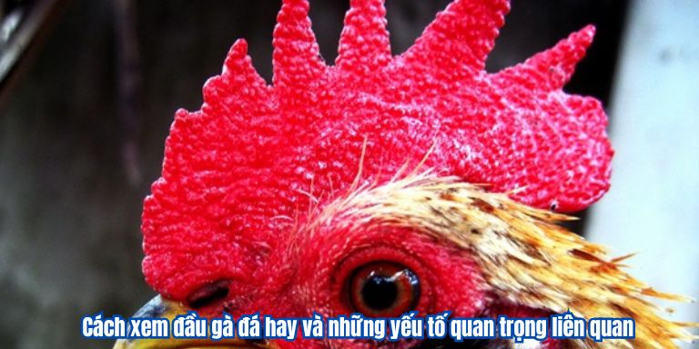 Cách xem đầu gà đá hay và những yếu tố quan trọng liên quan 2 Cách xem đầu gà đá hay và những yếu tố quan trọng liên quan
