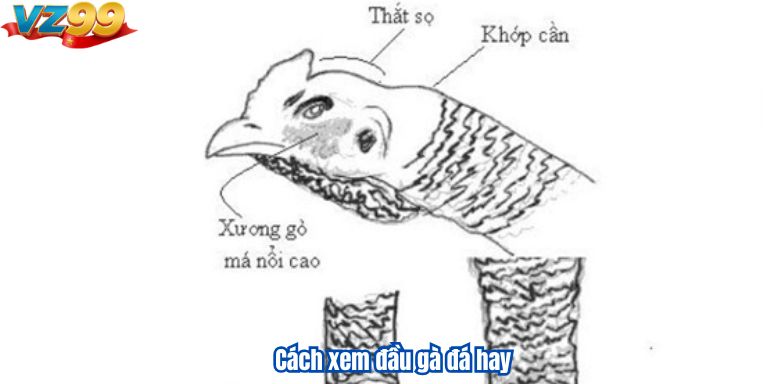 Cách xem đầu gà đá hay và những yếu tố quan trọng liên quan 2 Cách xem đầu gà đá hay