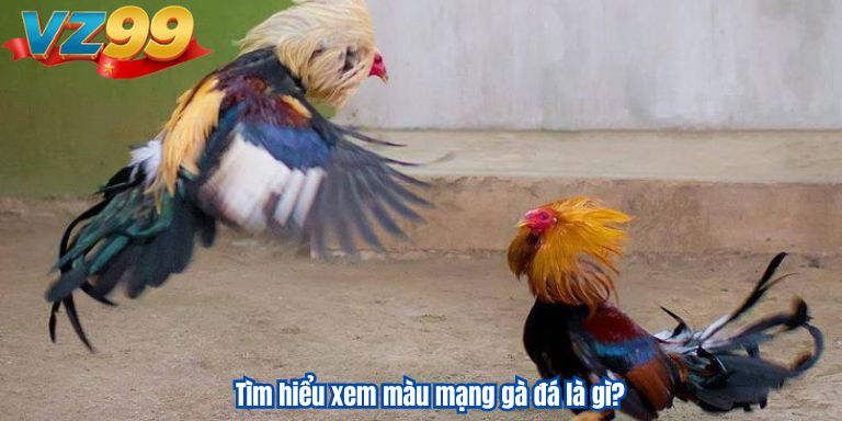 Tìm hiểu xem màu mạng gà đá là gì?